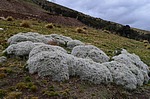 Tephrocactus floccosus Oroya to Matucana 4400m Peru_Chile 2014_0511.jpg
